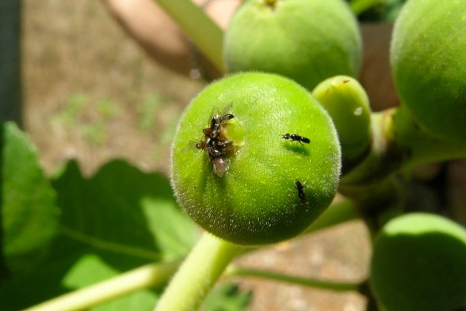 Bzzzzzz | A história muito louca das vespas e dos figos