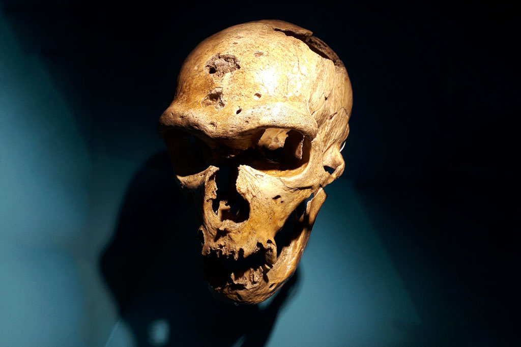 Crânio e mandíbula do homem de La Chapelle-aux-Saints.
