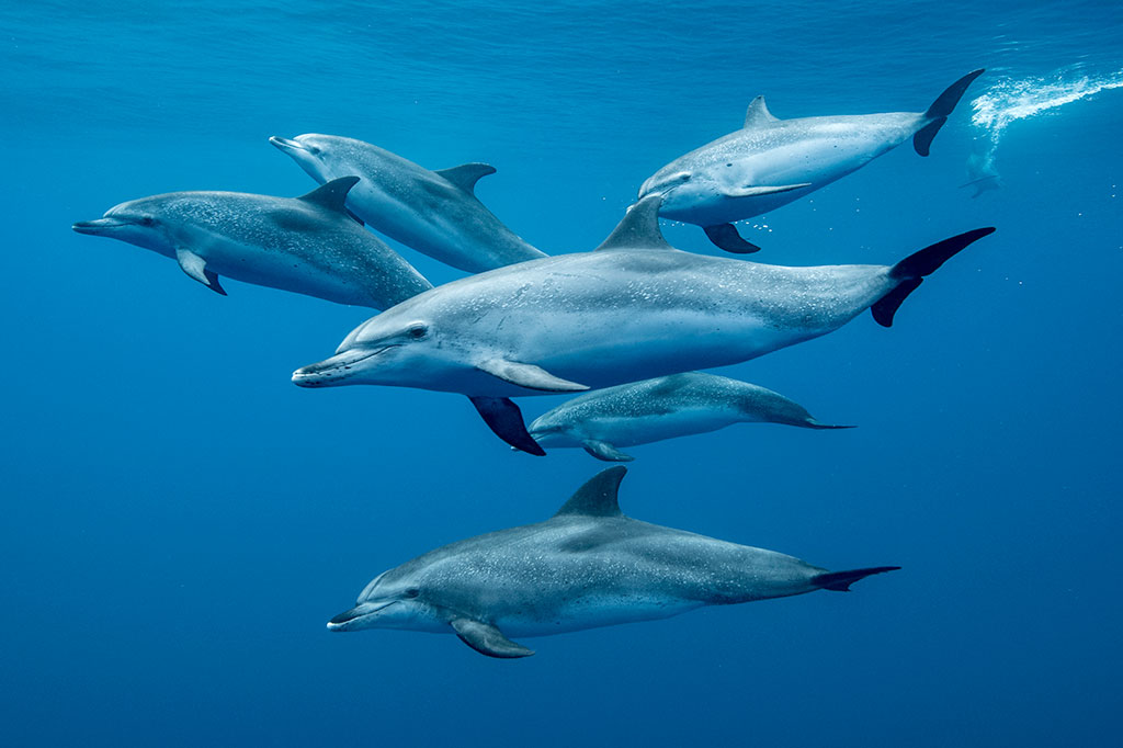Grupo de 6 golfinhos nadando juntos.