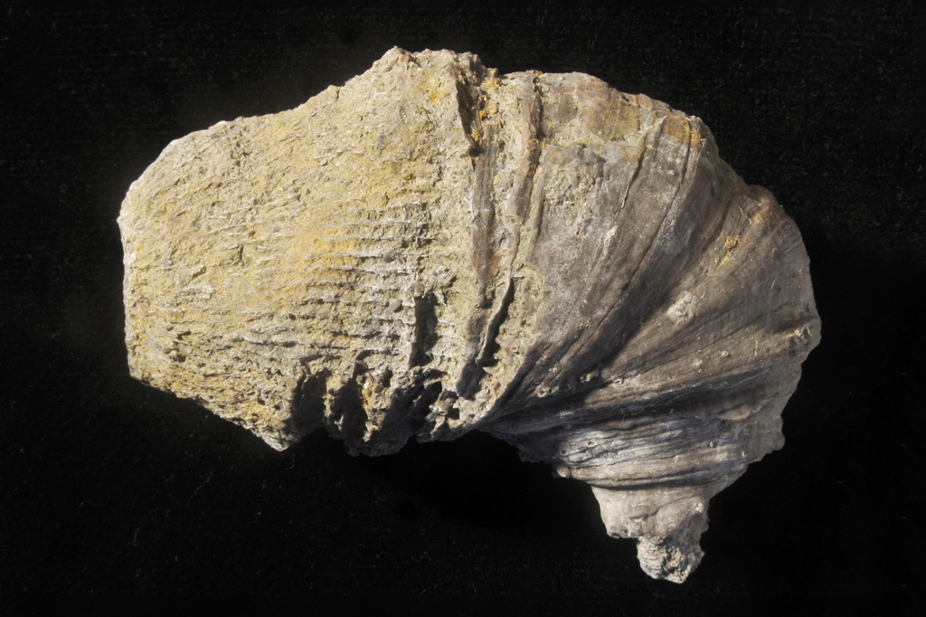 Menino encontra fóssil de 500 milhões de anos enterrado no quintal de casa