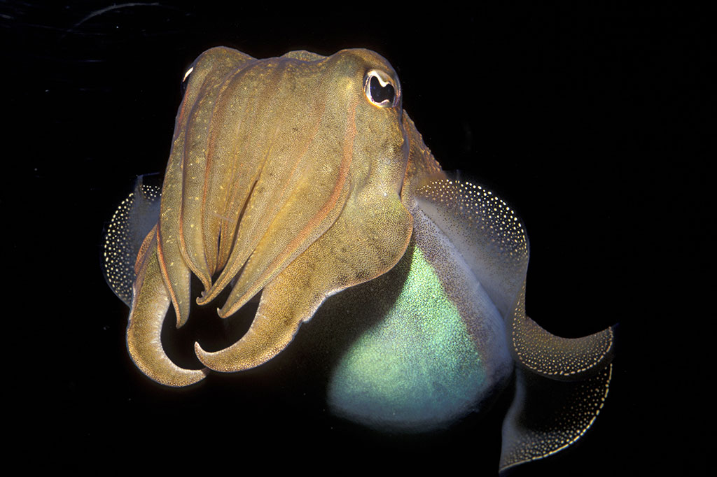 Foto do molusco choco, ele tem uma concha interna, uma bolsa de tinta, oito braços e dois tentáculos.