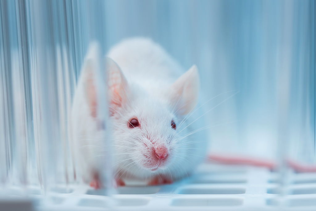 Foto de um rato branco em um laboratório.
