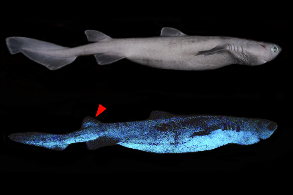 Padrão luminescente lateral e dorso do tubarão Dalatias licha, o tubarão-pipa.