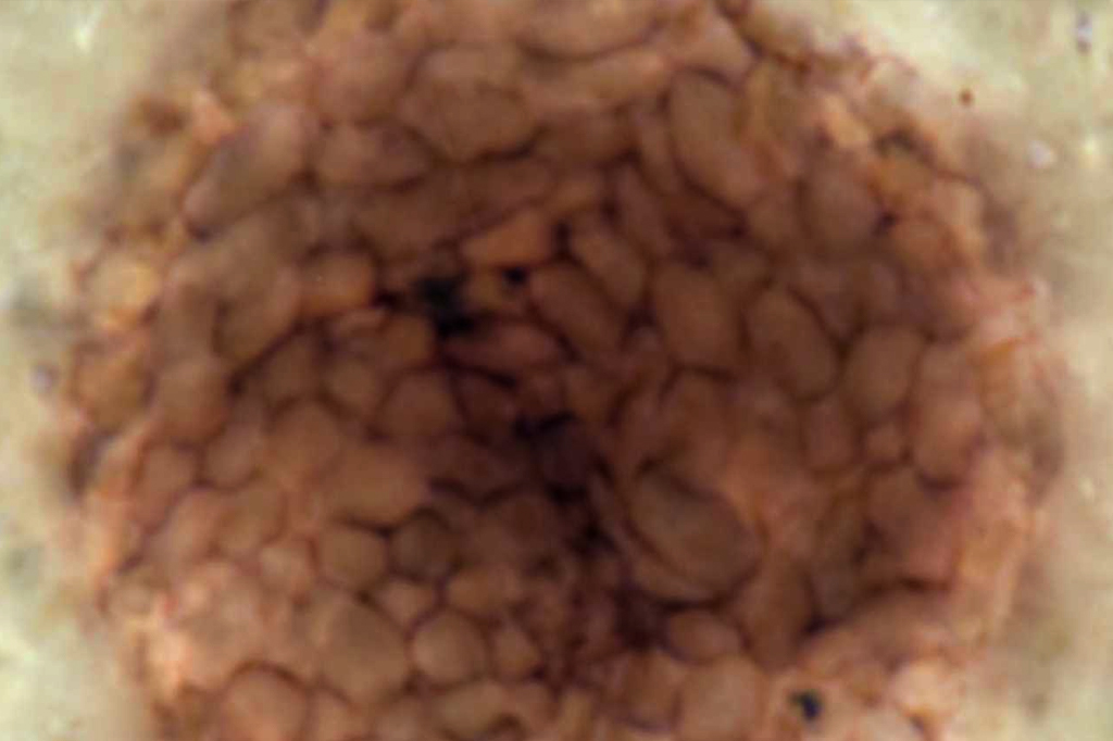 Fóssil de 1 bilhão de anos pode ser organismo multicelular mais antigo