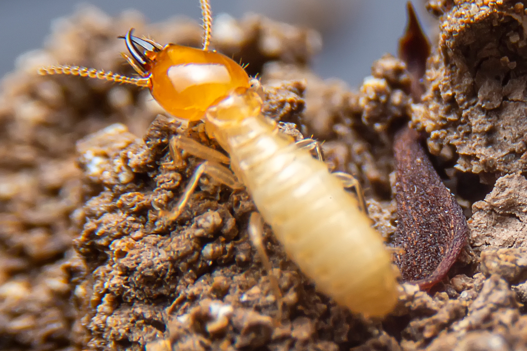 Cupins são baratas? Sim, e isso não é novidade.