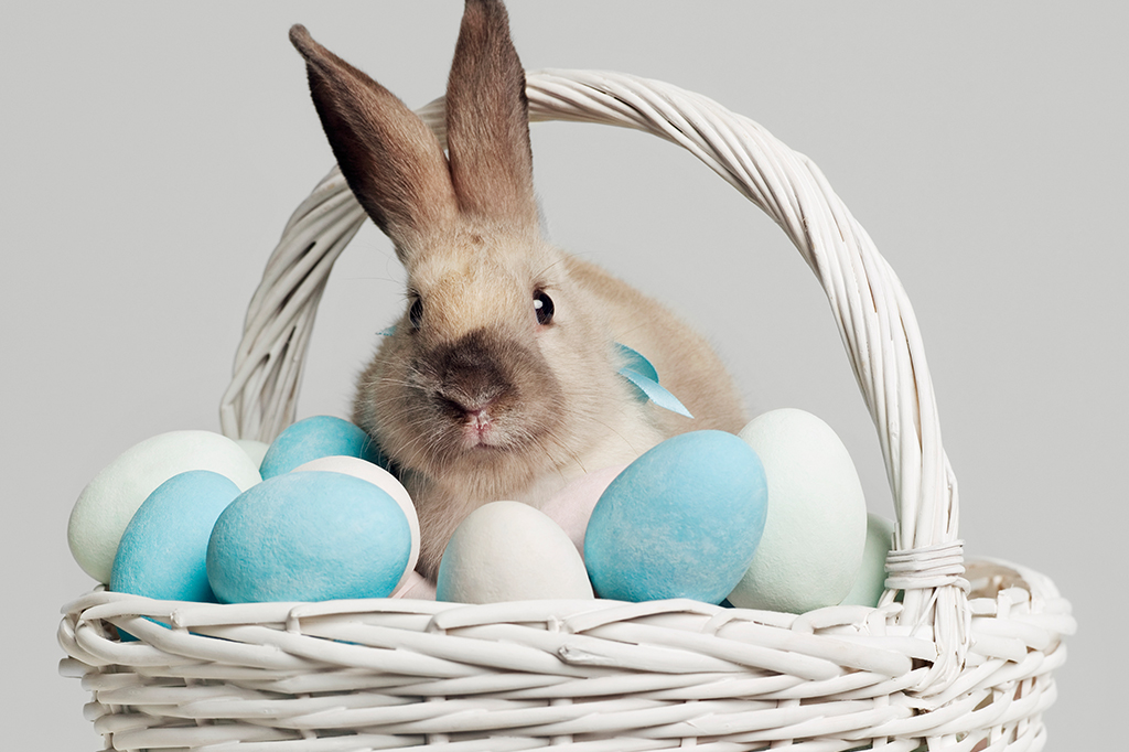 Por que o ovo e o coelho são símbolos da Páscoa?