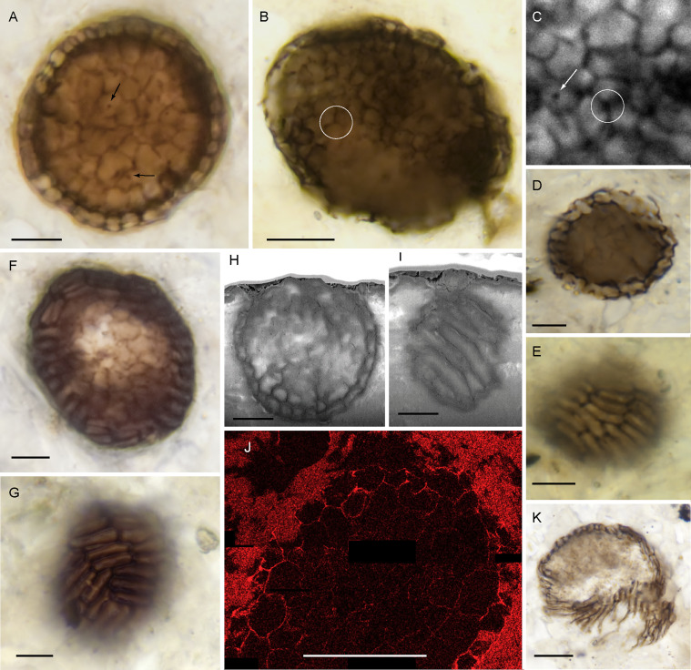Bicellum brasieri. (Strother et al., Curr. Biol., 2021)