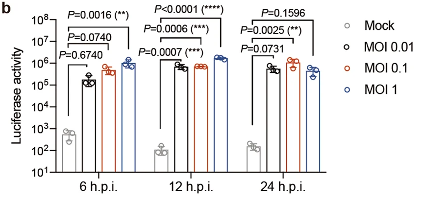 pseudo sars cov em celulas humanas gráfico