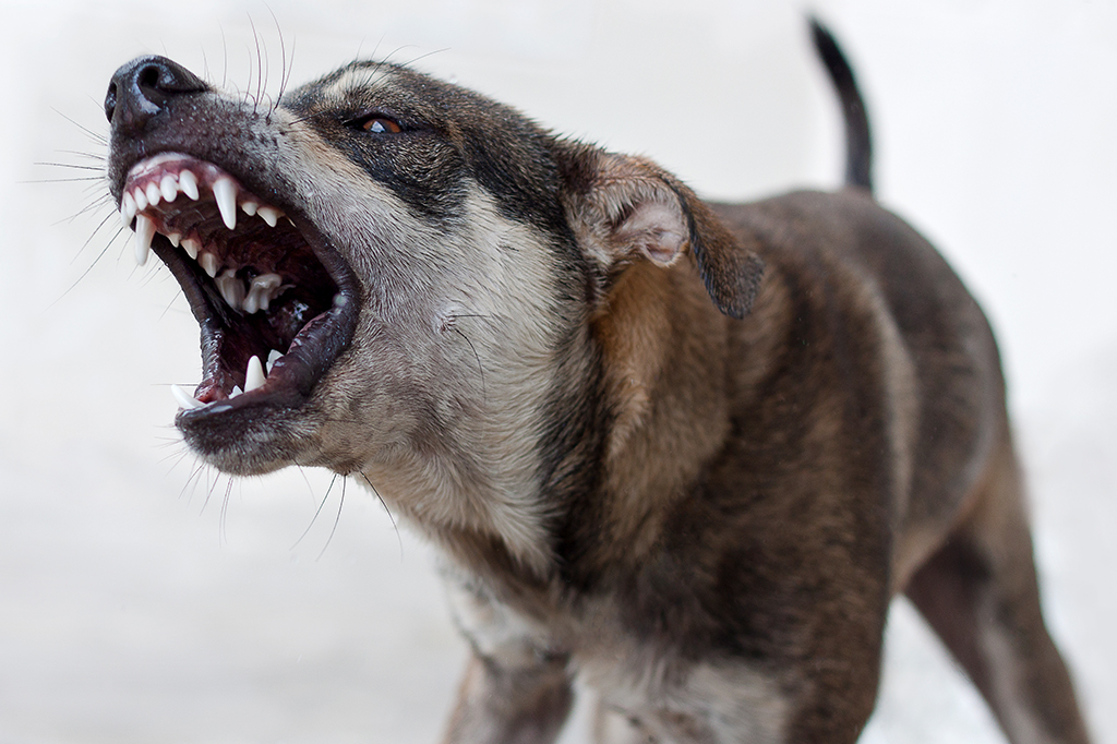 Raiva: uma doença fatal em 100% dos casos