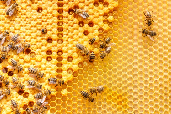 Bzzzzzz como abelhas se imunizam contra doenças