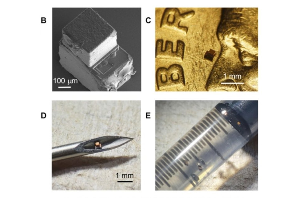 Imagens com referência de escala do chip injetável.