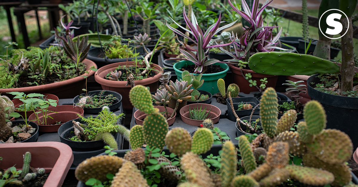 Guia para cuidar de plantas em casa (e as 10 mais simples de manter) –  Observador