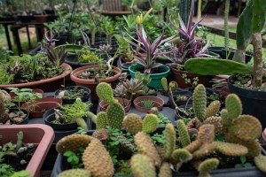 Evergreen | Manual: como cuidar das suas plantas?
