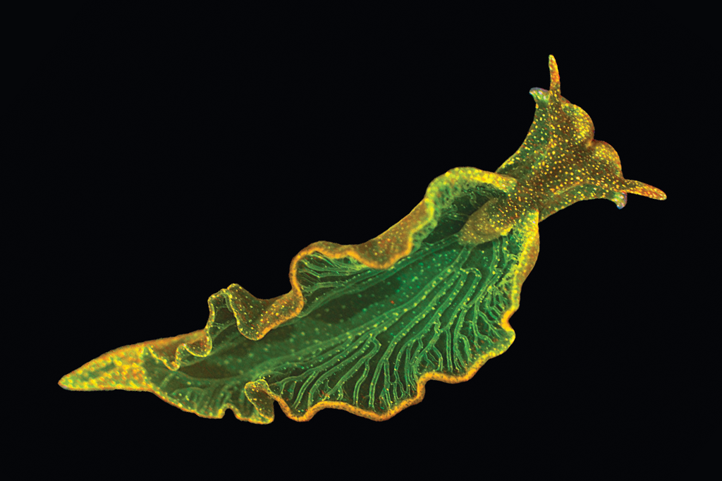 A lesma E. chlorotica absorve os cloroplastos das algas que come. E se torna capaz de fazer fotossíntese.