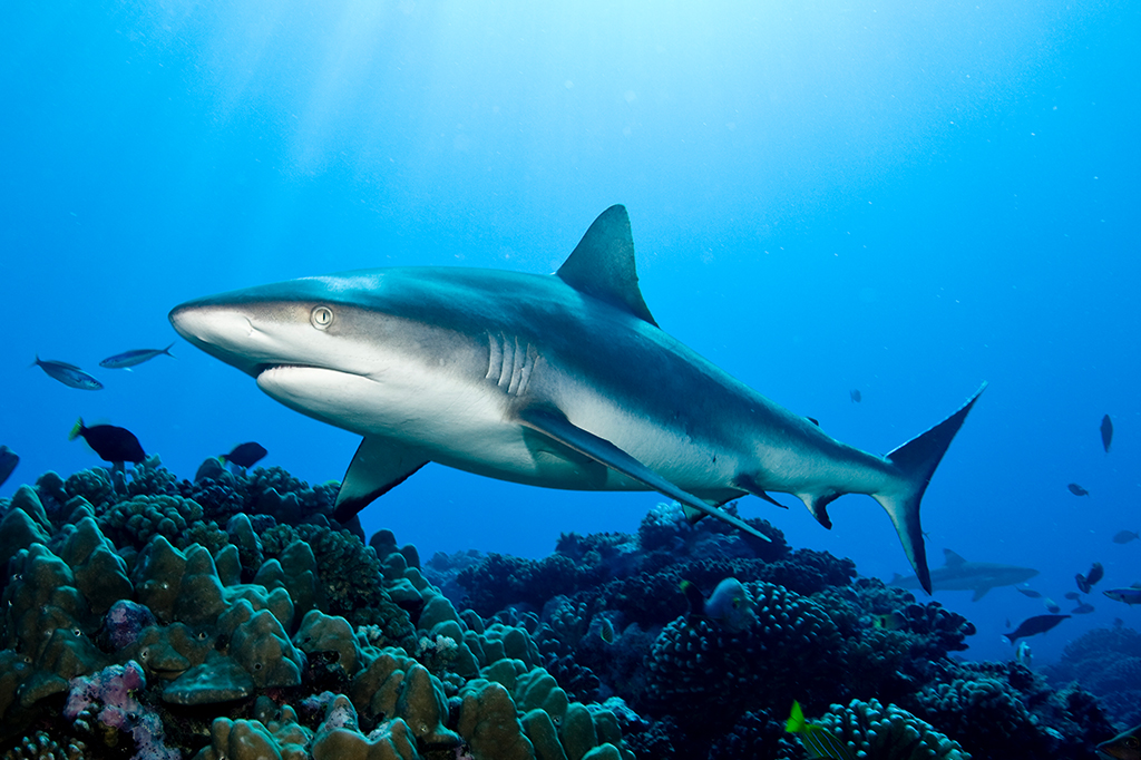 Foto de um Tubarão-cinzento-dos-recifes.