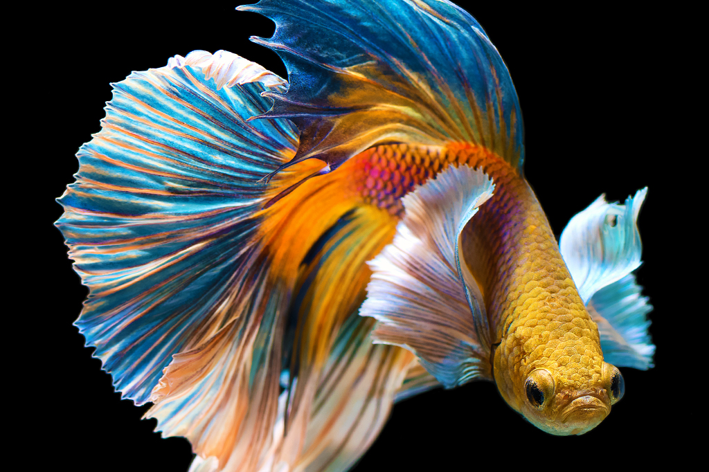 Peixe betta de cor amarela e cauda grande e sinuosa azul e salmão.