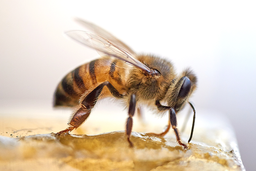 Foto de uma abelha.