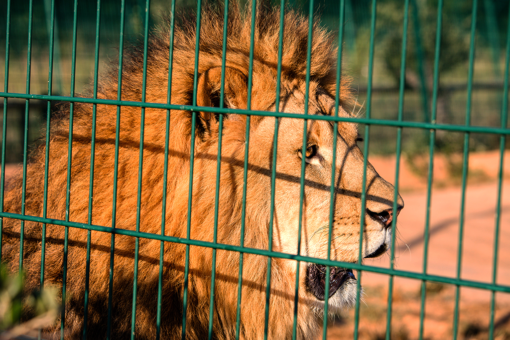 Foto de um leão adulto em cativeiro.