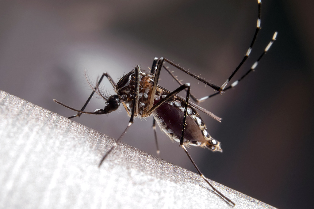 Foto do Aedes aegypti.