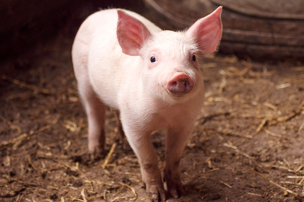 Porcos e roedores conseguem absorver oxigênio pelo intestino | Super