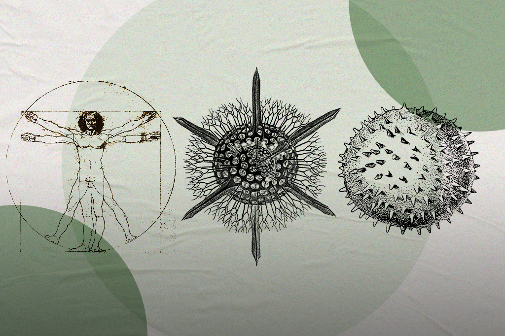 Montagem comparando 3 ilustrações: o homem vitruviano, de Da Vinci; o protozoário Radiolaria; e um vírus.