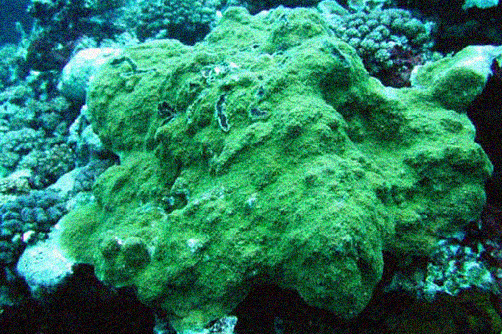 Foto de um coral da espécie Montipora capitata.