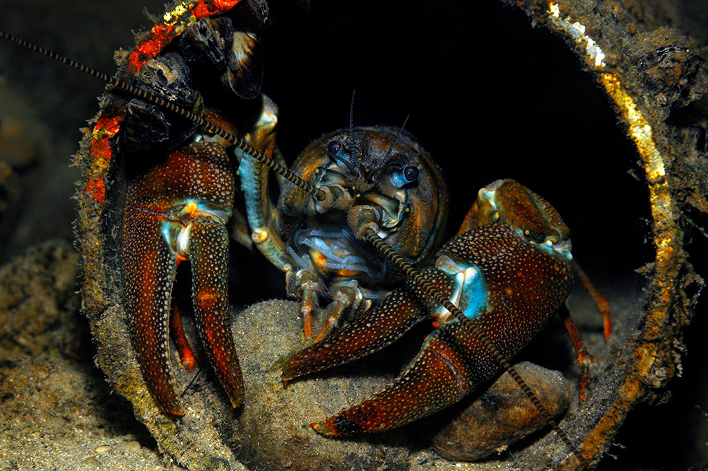 Foto de um lagostim dentro de um cano.