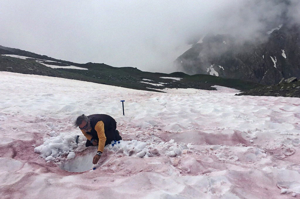 Mulher coletando amostragem de neve coberta pelo fenômeno "glacier blood", nos alpes da França.