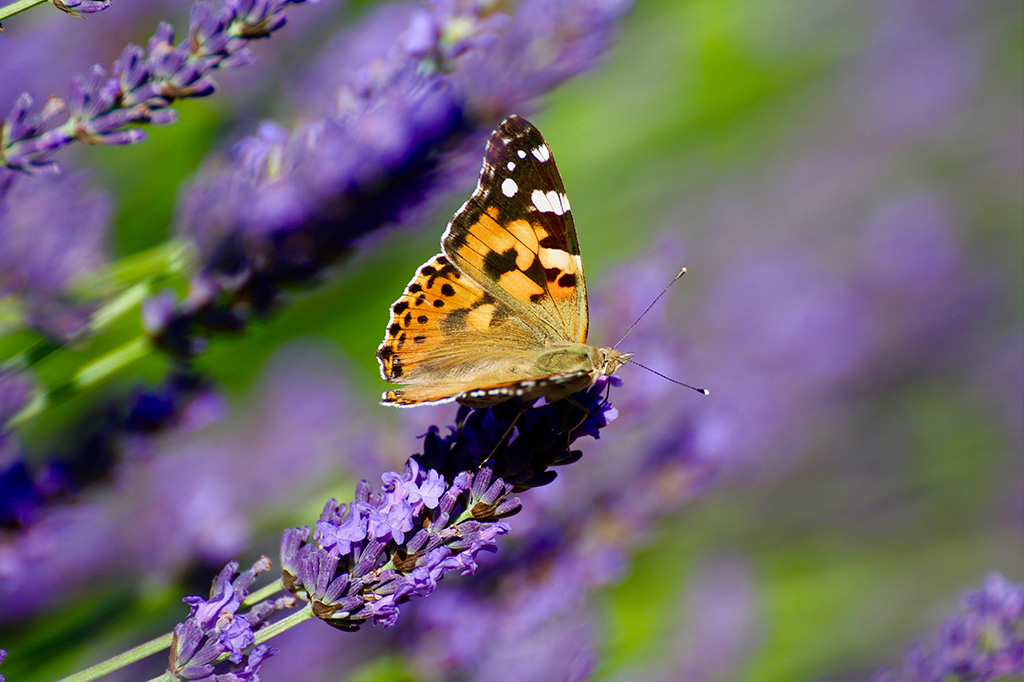 Foto de borboleta da espécie vanessa cardui, pousada em uma flor de lavanda.