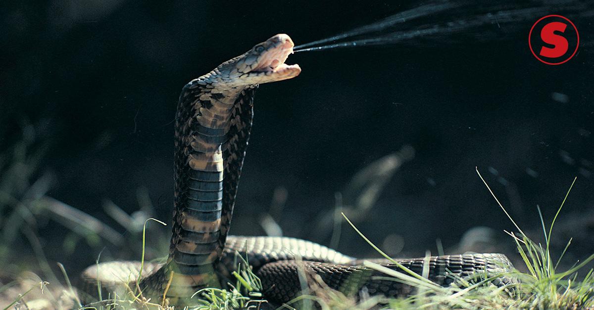 Butantan pesquisará sucuri gigante cuspindo cobra; como isso