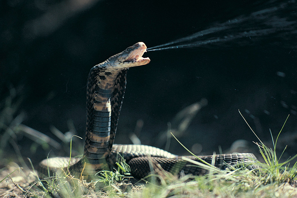 Foto da cobra da espécie naja mossambica esguichando veneno pelas presas.