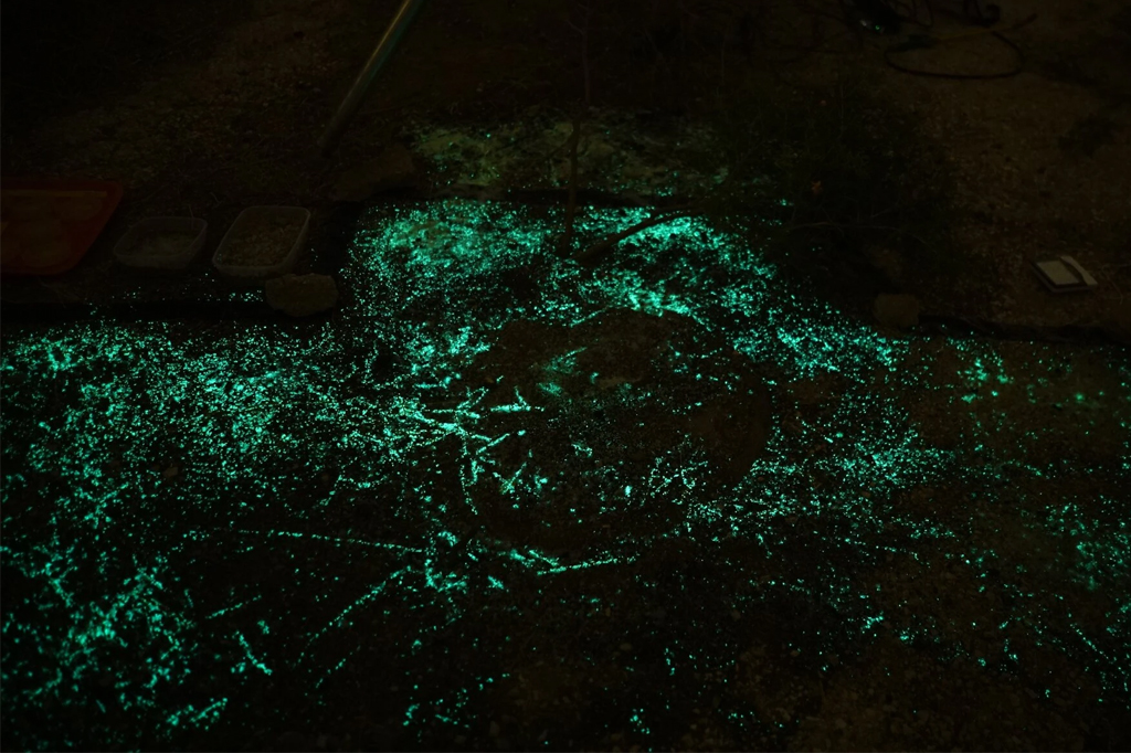 Bactérias brilhantes podem ajudar a detectar minas terrestres escondidas