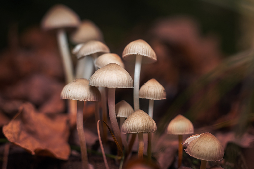 Foto de cogumelos entre folhas caídas.