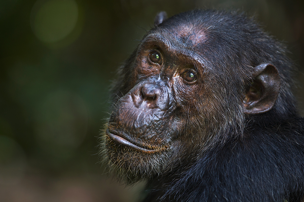 Foto de um chimpanzé.