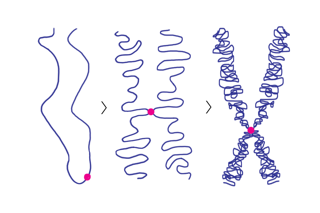 Ilustração mostrando um cromossomo em três diferentes ampliações.