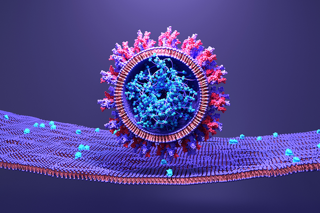 Ilustração do Sars-CoV-2 infectando uma célula humana.