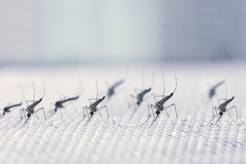 Foto dos mosquitos Aedes aegypti em uma tela branca.