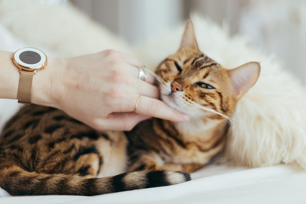 Gatinho deitado no meio de almofadas, recebendo carinho.