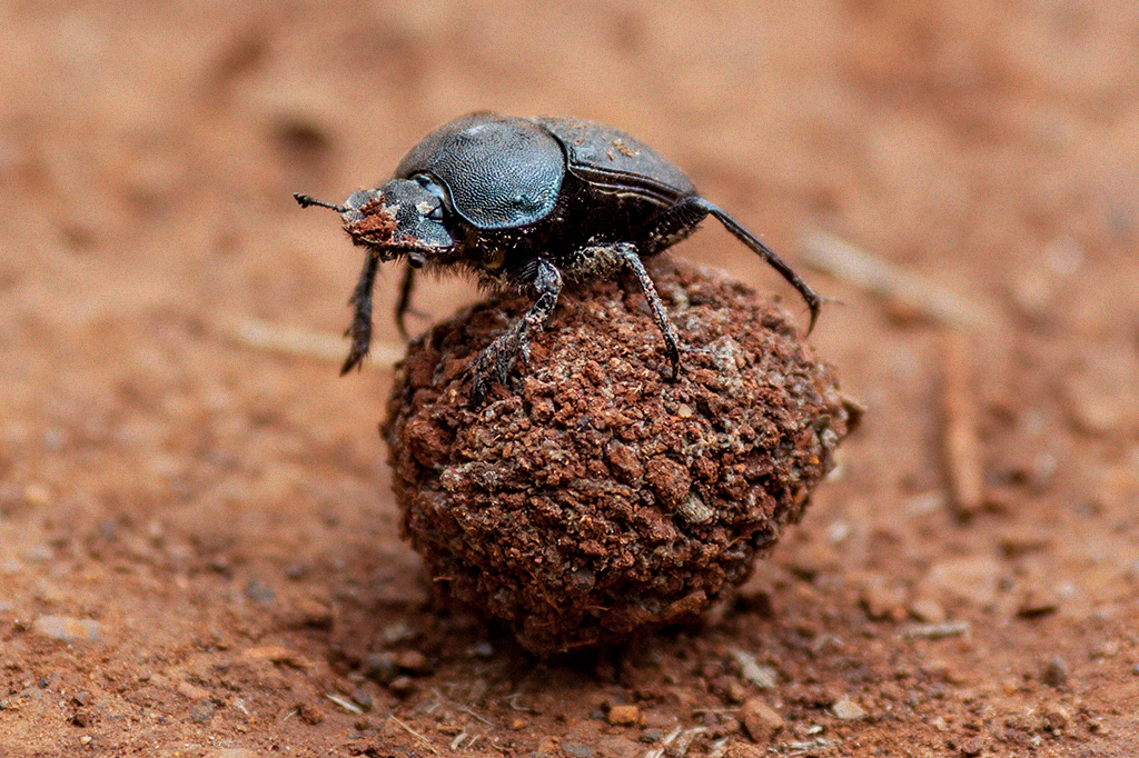 Foto de um besouro rola-bosta com sua bolinha de esterco.