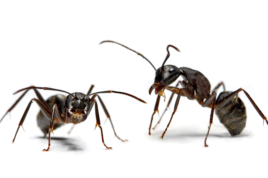 Foto com zoom em duas formigas.
