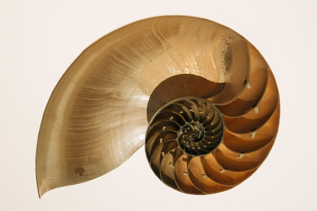 Foto de uma concha de náutilus. Sequência de Fibonacci