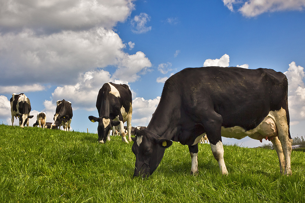 Foto de vacas pastando.