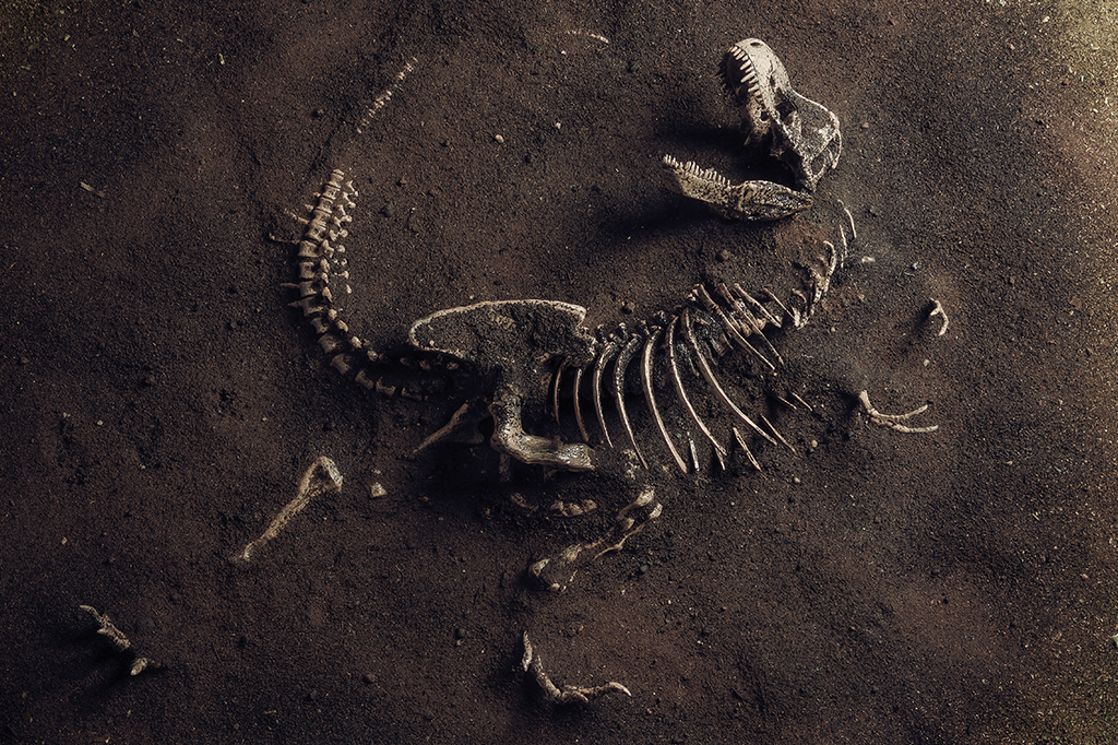 Fóssil de Tiranossauro Rex enterrado.