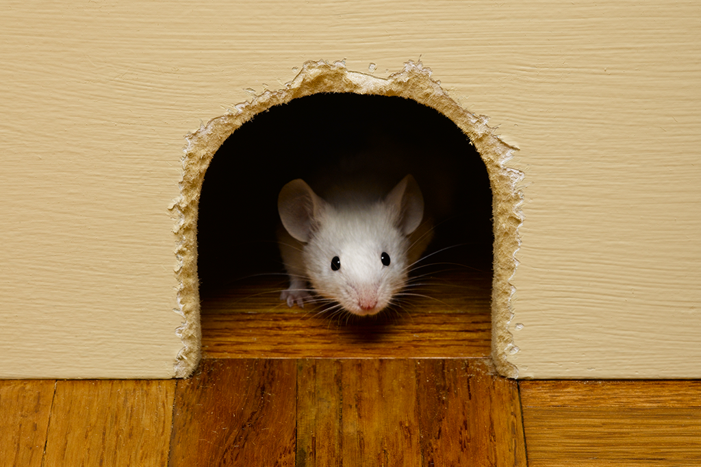 Ratinho saindo de dentro de uma toca na parede.