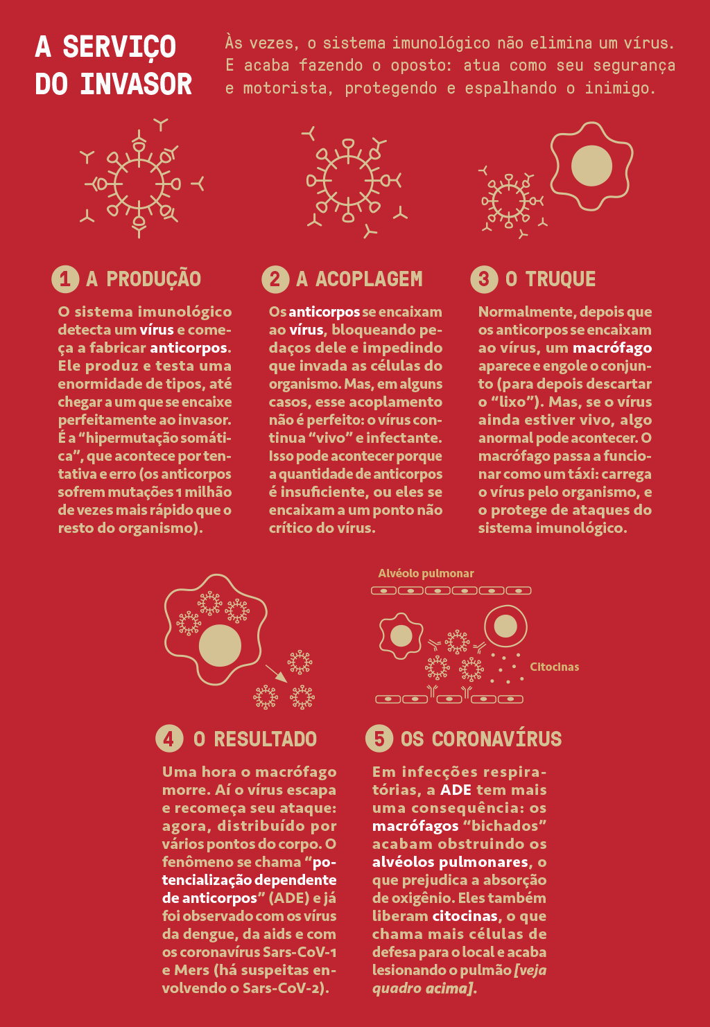 Infográfico mostrando como, às vezes, o sistema imunológico não elimina um vírus, mas ajuda a protegê-lo e espalhá-lo mais ainda.