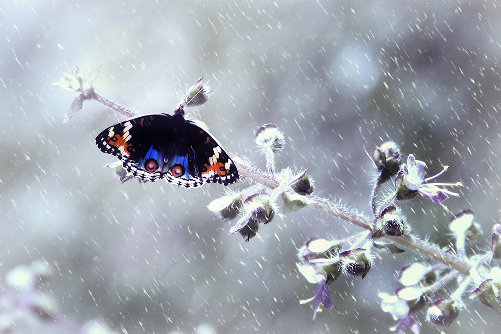 Foto de uma borboleta em uma planta, na neve.