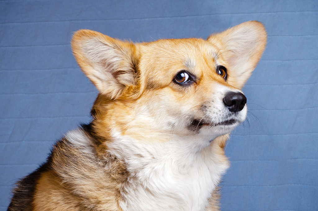 Cães tendem a te ignorar se souberem que você está mentindo, sugere estudo