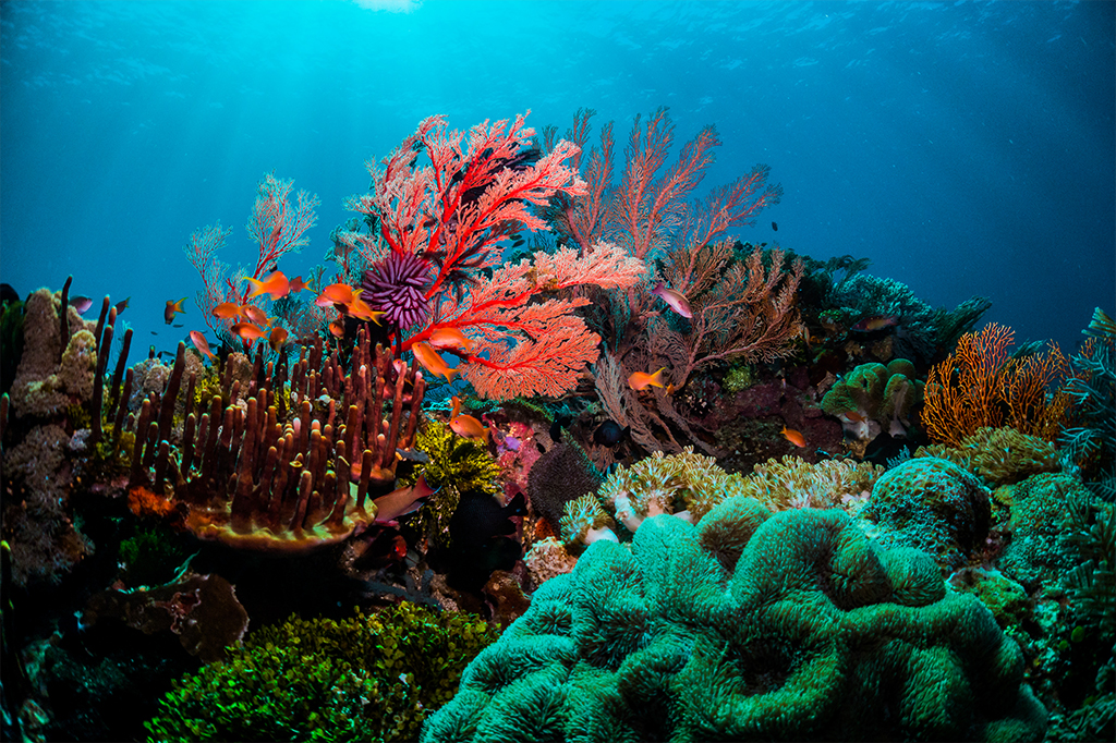 Corais de diversas cores no fundo do mar.