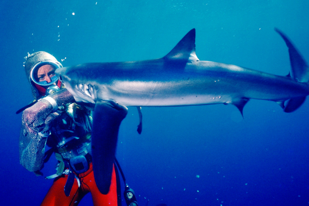 Valerie Taylor debaixo d'água, usando uma cota de malha, sendo mordida no braço por um tubarão.