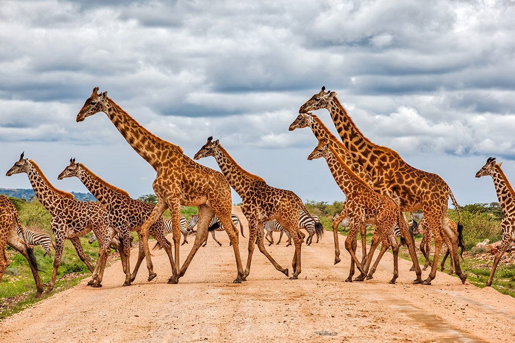 Várias girafas atravessando uma estrada de terra.
